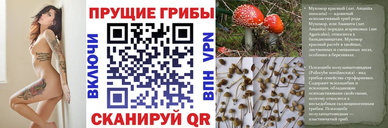 Галлюциногенные грибы мицелий закладки Серафимович